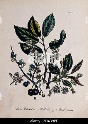 Drei britische Obstbäume, Schlehe (Prunus spinosa), Wildkirsche (Prunus avium) und Vogelkirsche (Prunus padus). Farblithographie, c. 1856, nach H. Humphreys. Stockfoto