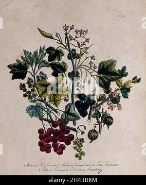 Vier britische Wildblumen und Früchte, darunter rote Johannisbeere (Ribes rubrum), schwarze Johannisbeere (Ribes nigrum) und Stachelbeere (Ribes uva-crispa). Farblithographie, c. 1856, nach H. Humphreys. Stockfoto