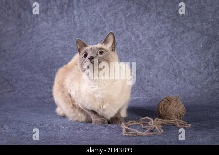 Eine thailändische Siamkatze liegt und spielt mit einem Fadenball. Stockfoto