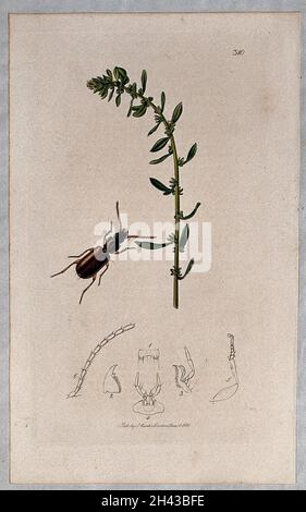 Seerübenpflanze (Beta vulgaris subsp. Maritima) mit einem zugehörigen Käfer und seinen Bauchsegmenten. Farbige Radierung, c. 1830. Stockfoto