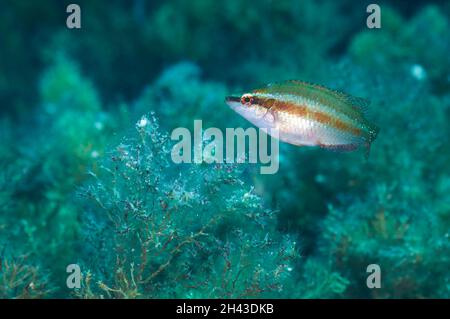 Unterwasseransicht eines weiblichen okellierten Wrasses (Symphodus ocellatus) im Naturpark Ses Salines (Formentera, Balearen, Mittelmeer, Spanien) Stockfoto