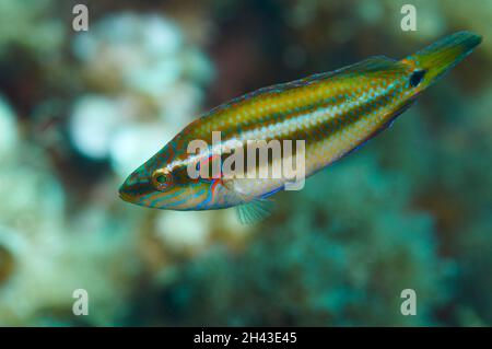 Ein okellierter Lippfisch (Symphodus ocellatus) in Hochzeitsfarben im Mittelmeer (Naturpark Ses Salines (Formentera, Balearen, Spanien) Stockfoto