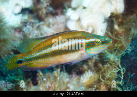 Ein okellierter Lippfisch (Symphodus ocellatus) in Hochzeitsfarben im Mittelmeer (Naturpark Ses Salines (Formentera, Balearen, Spanien) Stockfoto