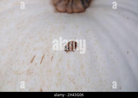 Eine Nahaufnahme eines klassischen roten Marienkäfer Stockfoto