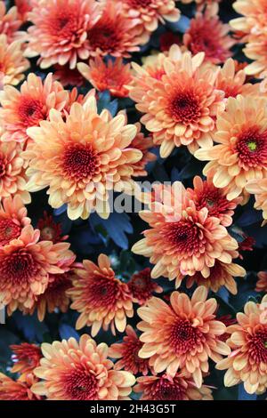 Eine Nahaufnahme von Chrysanthemum Blumen im Herbst Stockfoto