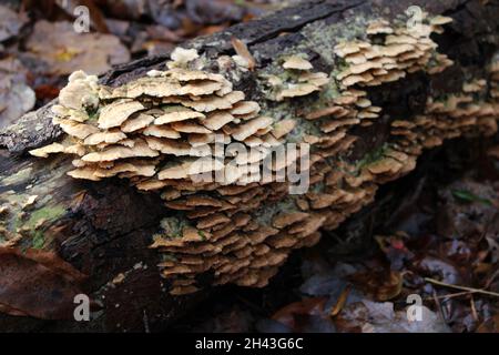 Gewöhnliche Polypore-Pilze auf einem alten Holzlog Stockfoto