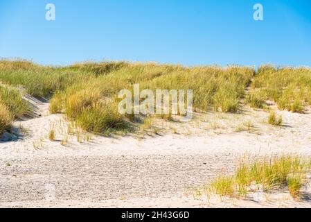 Schilf und Gras im Sand am Strand. Stockfoto