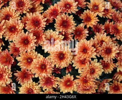 Mehrere Blüten der orangen Mutter im Herbst Stockfoto