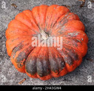 Ein großer, flacher mehrfarbiger Winter-Squash Stockfoto