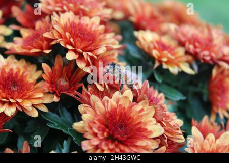 Eine Honigbiene, die im Herbst auf Orange Chrysanthemen ruht Stockfoto