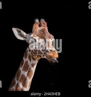 Giraffe Leckt Lippen Nach Dem Trinken Stockfoto