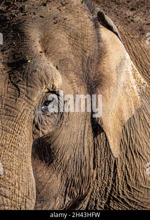 Indian Elephant Auge und Ohr Stockfoto