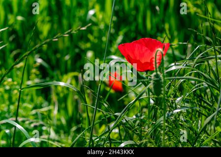 Rot blühender Mohn im grünen Feld Stockfoto