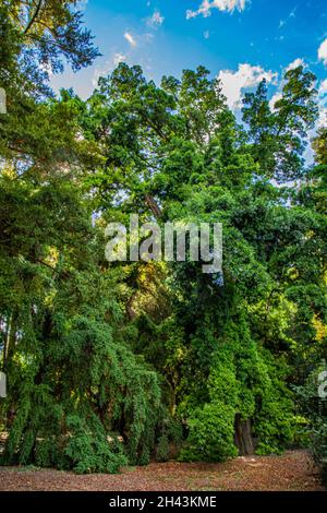 Rom - der botanische Garten, an den Hängen des Gianicolo Stockfoto