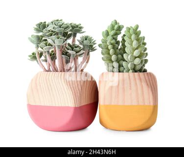 Pflanzen in stilvollen Töpfen auf weißem Hintergrund Stockfoto