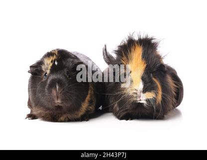 Niedliche Meerschweinchen auf weißem Hintergrund Stockfoto