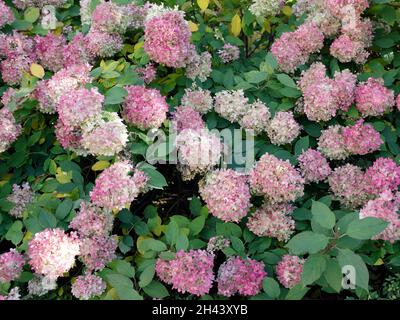 Romantische, weiche und schöne Muster rosa Hortensien Blumen Hintergrund. Hortensia macrophylla Stockfoto