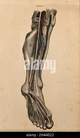 Bein und Fuß: Dissektion, Blutgefäße und Nerven rot und blau gekennzeichnet. Kolorierter Linienstich von W.H. Lizars, 1822/1826. Stockfoto