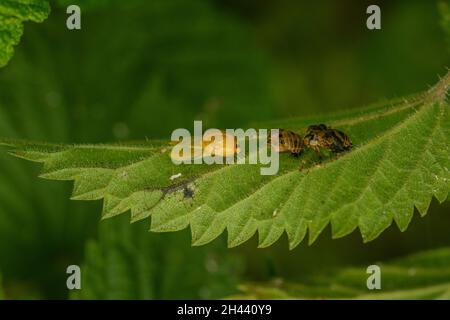 Harlekin Marienkäfer tauchte frisch aus der Puppe auf dem Brennnesselblatt auf. Auch zwei leere Puppengehäuse. Der Marienkäfer ist immer noch blass, aber Flecken sind einfach sichtbar. Stockfoto