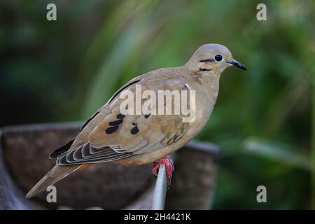 Ohrtaube (Zenaida auriculata) auf der Insel Grenada, Grenada, Westindien Stockfoto