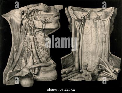 Innere Anatomie des Halses: Zwei Figuren, mit schwarzem Hintergrund. Lithographie von N.H Jacob, 1831/1854. Stockfoto