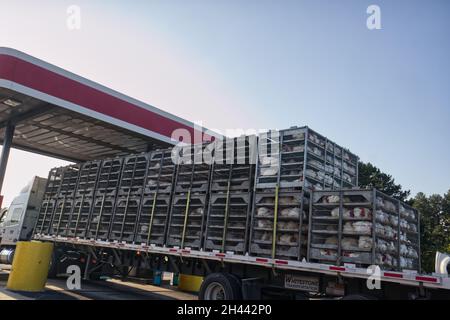 Augusta, GA USA - 07 16 21: Lebende Hühner in Käfigen auf einem Sattelzug-Tieflader Rückansicht Stockfoto