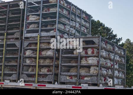 Augusta, GA USA - 07 16 21: Lebende Hühner in Käfigen auf einem Sattelzug-Flachbettauflieger, Rückeckansicht Stockfoto