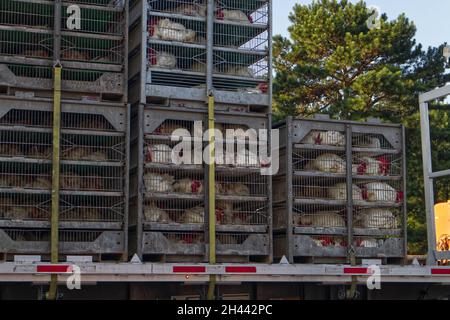 Augusta, GA USA - 07 16 21: Lebende Hühner in Käfigen auf einem Sattelzug-Tieflader aus nächster Nähe Stockfoto