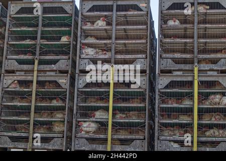 Augusta, GA USA - 07 16 21: Lebende Hühner in Käfigen auf einem Sattelzug-Tieflader Stockfoto