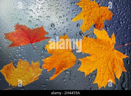 Herbstliche Yelow-Blätter hinter Fensterglas mit Regentropfen Stockfoto