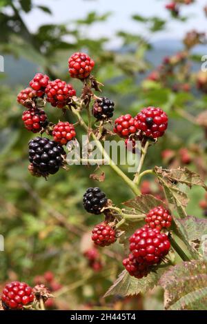 Nahaufnahme einer Gruppe reifender wilder Bergbrombeeren mit blauen Bergen in der Ferne Stockfoto