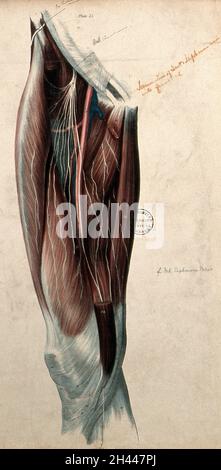 Nerven der Oberschenkel. Farbige Lithographie von William Fairland, 1839, nach W. Bagg nach W.J.E. Wilson. Stockfoto