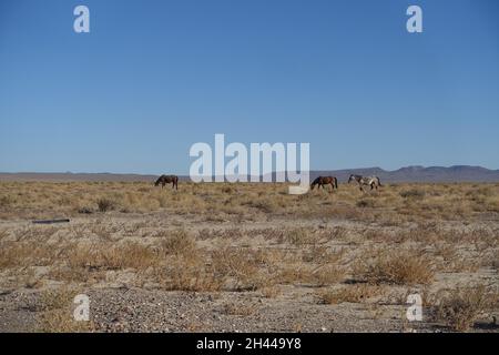 Rund um Alkali Flat Hot Spring im Zentrum von Nevada Stockfoto