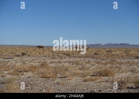 Rund um Alkali Flat Hot Spring im Zentrum von Nevada Stockfoto