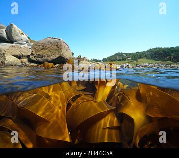 Küste und Seetang Algen Algen im Meer, Split Blick über und unter der Wasseroberfläche, Ostatlantik, Spanien, Galicien, Pontevedra Provinz Stockfoto