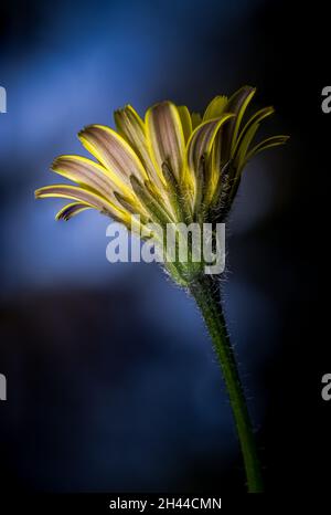 Makroblumenfoto einer wilden Blume Stockfoto