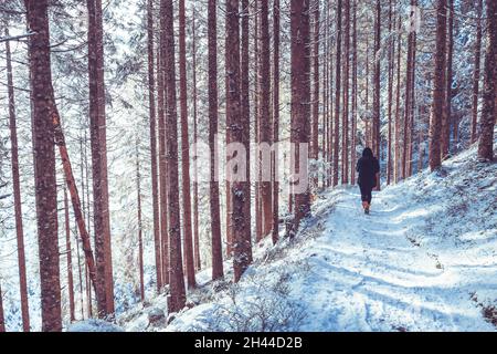 Gehen Sie an einem kalten Wintertag auf einem schmalen Pfad durch den verschneiten Pinienwald Stockfoto