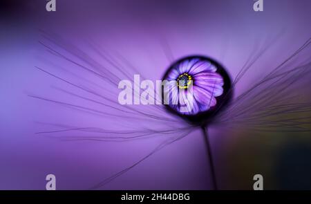 Dandelionssamen mit einem Wassertropfen auf der Oberseite und einer Spiegelung einer schönen Blume aus dem Hintergrund Stockfoto