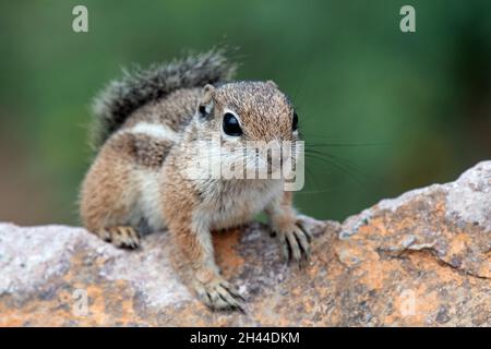 Harris' Antelope Squirrel (Ammospermophilus harrisii) Stockfoto