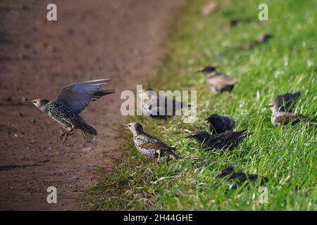 Stare auf einer Feldstraße spielen Stockfoto