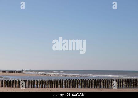 Holzstapel in einer Reihe am Strand, im Hintergrund ruhende Möwen, blauer Himmel Stockfoto