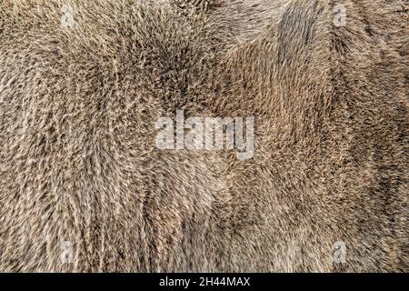 Textur eines braunen grauen Kuhfells. Hellgraues Kuhhaar Nahaufnahme. Echtes, echtes Naturpelz, Platz für Text. Stockfoto