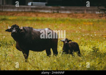 Schwarzwasserbüffel grasen auf einer Wiese Stockfoto