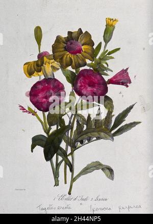 Eine afrikanische Ringelblume (Tagesetes erecta) und Morgenglorie (Ipomoea purpurea): Blühende Stängel. Farblithographie, c. 1850, nach Guenébeaud. Stockfoto