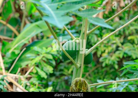 Grüne Papaya (Carica Papaya) hängt an der Pflanze Stockfoto