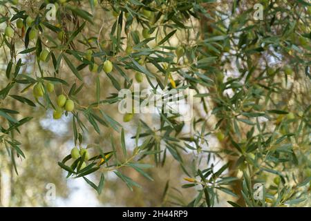 Olivenzweig mit grünen Blättern und grünen Oliven wachsen auf dem Baum. Stockfoto
