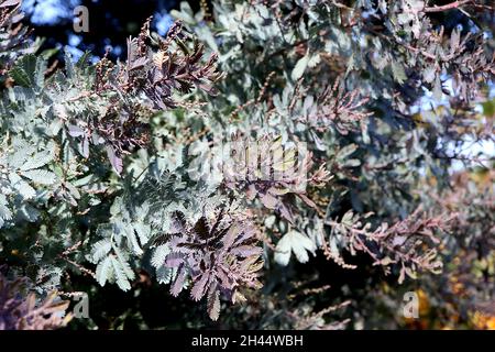 Akazie baileyana ‘’Purpurea’ Cootamundra Wattle – blaugrüne und hellviolette bipangeborene Blätter, Oktober, England, Großbritannien Stockfoto