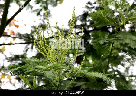 Acacia dealbata Mimosa – Trauben von hellgrünen Kugelknospen und hellgrünen Trieben, Oktober, England, Großbritannien Stockfoto