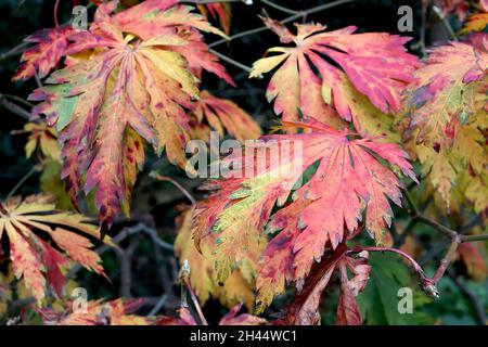 Acer japonicum ‘Aconitifolium’ Vollmond-Ahorn – abgerundete, tief gelappte orange, gelbe, grüne und rote Blätter, Oktober, England, Großbritannien Stockfoto