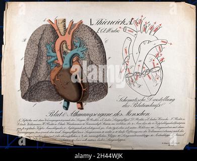 Die Kreislauf- und Atemsyteme: Eine Darstellung des Herzens und der Lunge, mit einem Diagramm, das den Blutkreislauf durch das Herz zeigt. Chromolithographie, 1877. Stockfoto